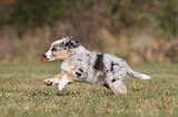 BERGER AUSTRALIEN PUPPIES 241